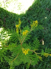 Tagetes foetidissima