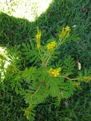 Tagetes foetidissima