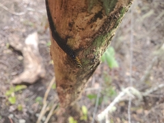 Gonatodes caudiscutatus