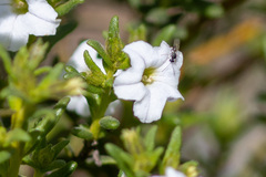 Cyphanthera myosotidea