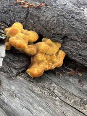 Pycnoporellus alboluteus