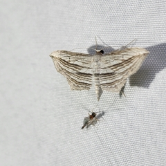 Arcobara multilineata