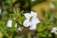 Cyphanthera myosotidea