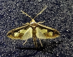 Gonocausta