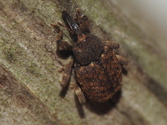 Conotrachelus posticatus