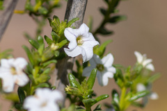 Cyphanthera myosotidea