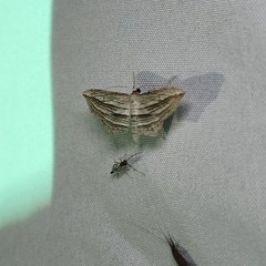 Arcobara multilineata