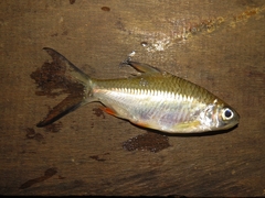 Barbonymus schwanefeldii