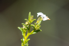 Cyphanthera myosotidea