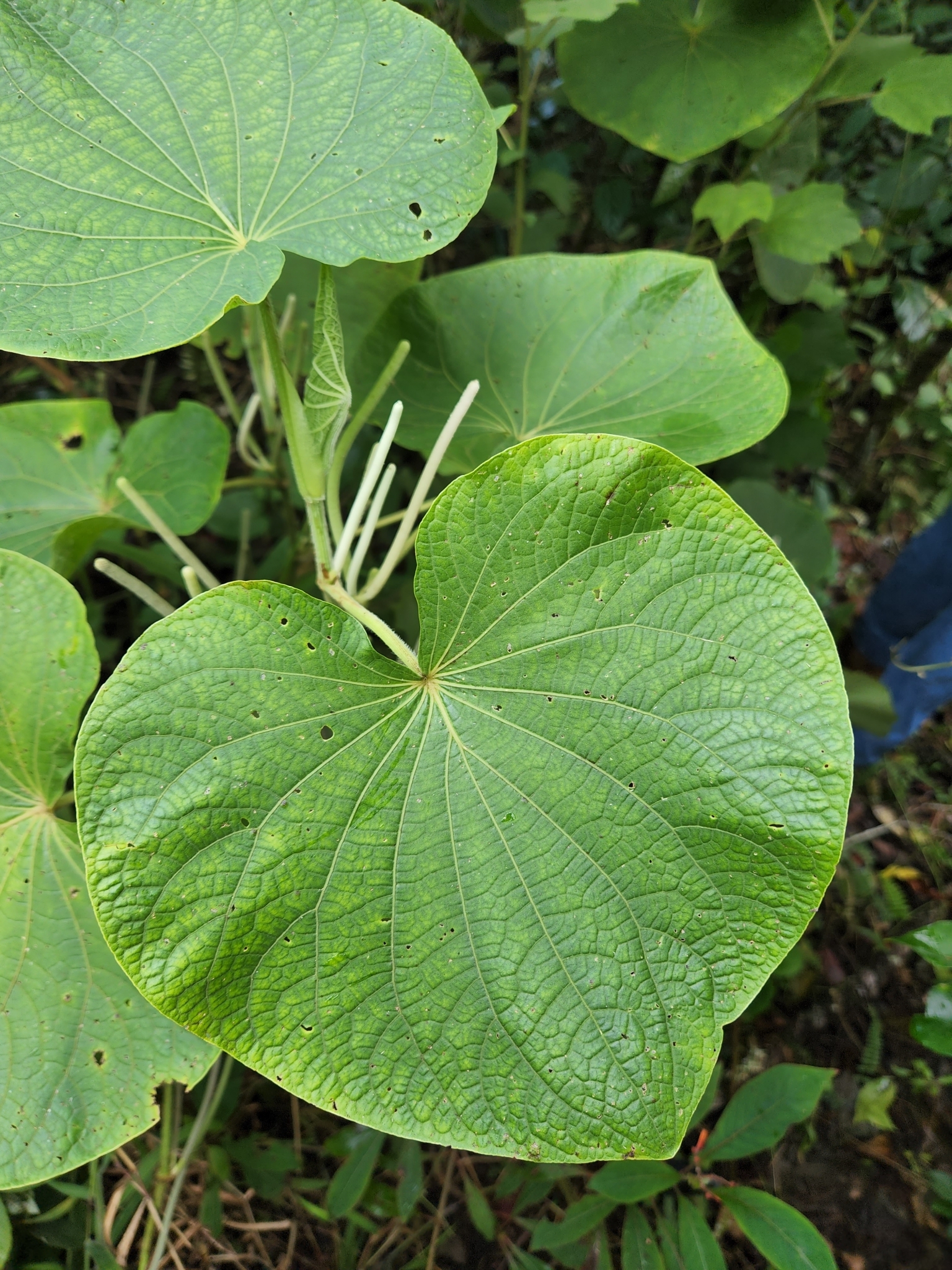 Piper umbellatum