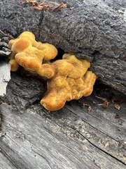 Pycnoporellus alboluteus