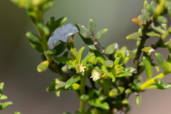 Cyphanthera myosotidea