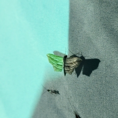 Arcobara multilineata