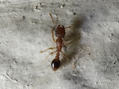 Tetramorium bicarinatum
