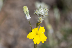 Goodenia robusta