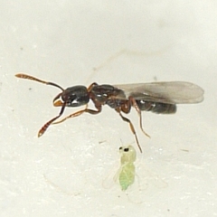 Ponera pennsylvanica