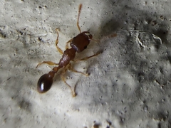 Tetramorium bicarinatum