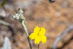 Goodenia robusta