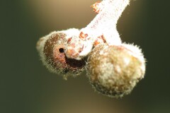 Andricus reticulatus
