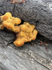 Pycnoporellus alboluteus