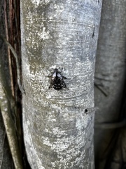 Protaetia orientalis sakaii