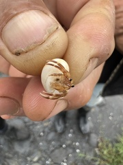 Coenobita