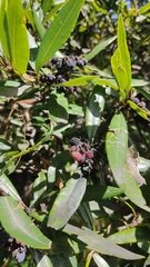 Comarostaphylis discolor