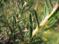 Lobostemon capitatus