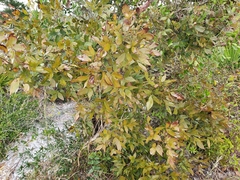 Carya floridana