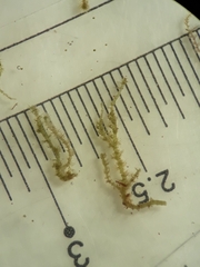 Eotrichocolea polyacantha