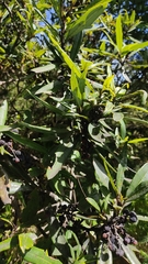 Comarostaphylis discolor