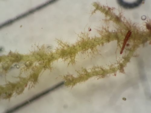 Eotrichocolea