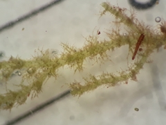 Eotrichocolea polyacantha