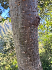 Alnus nepalensis