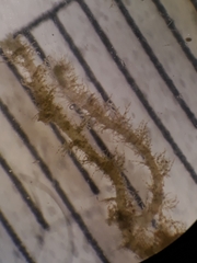 Eotrichocolea polyacantha