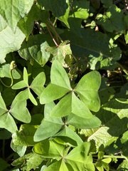 Oxalis latifolia