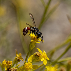 Leptochilus