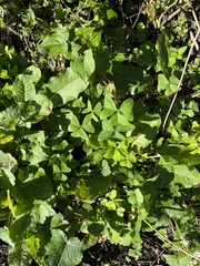 Oxalis latifolia
