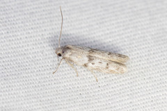 Hypatopa punctiferella