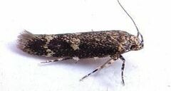 Trypanisma prudens