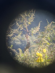 Trochalopteron lineatum