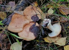 Tricholoma albobrunneum