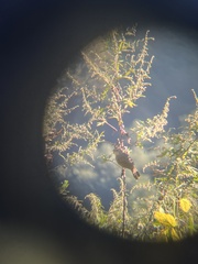 Trochalopteron lineatum