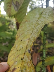 Brachygastra lecheguana