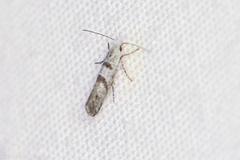 Argyresthia