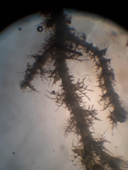 Eotrichocolea polyacantha