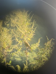 Trochalopteron lineatum