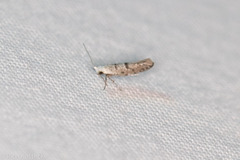 Argyresthia