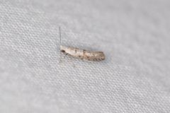 Argyresthia