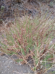Hazardia squarrosa grindelioides
